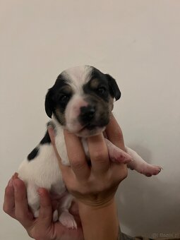 Duński szwedzki pies hodowlany - 9