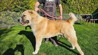 Owczarek środkowoazjatycki – szczenięta z rodowodem - 9