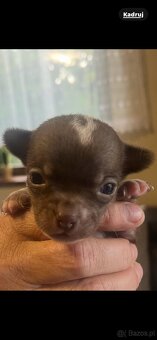 Chihuahua - 9