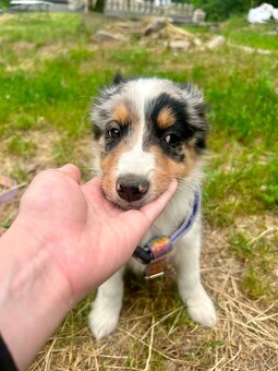Border collie - 9