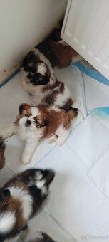 Shih tzu - 9