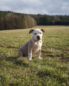 American Bully Standard - 9