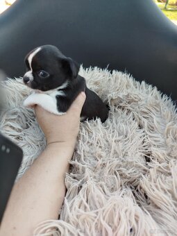 Piękny piesek chihuahua - 9