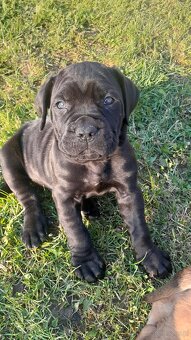Sprzedam pieski Cane Corse - 9