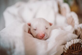 Samojed z FCI/PP – urodzone szczenięta z wyjątkowego skojarz - 9