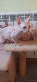 Sfinksy Kanadyjskue - 9