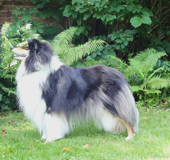 Owczarek szkocki długowłosy FCI Collie Rough - 9