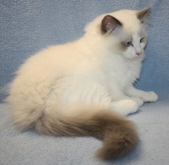 RAGDOLL koťátka: - 9