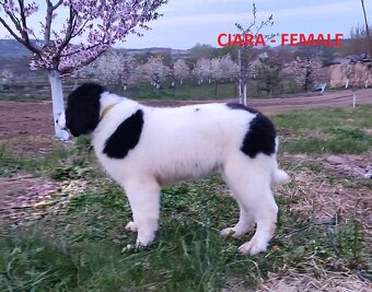 LANDSEER - 9