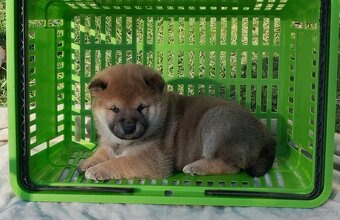 Shiba Inu + Nowy miot + Rezerwacja szczeniąt - 9