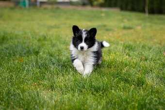 Border collie szczenięta hodowla Anidamara FCI - 9
