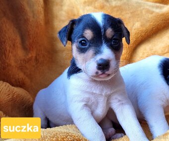 Parson Russell Terrier ZKwP FCI - 9
