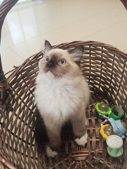 Kocurek Ragdoll LATTE FPL - 9
