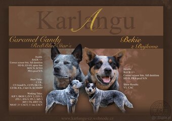 Australijski pies do bydła  - Blue Heeler - 9