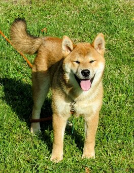 Shiba Inu - najstarszy w miocie czerwony piesek - 9