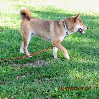 Shiba Inu, czerwony piesek mocno czernią przyprószony - 9