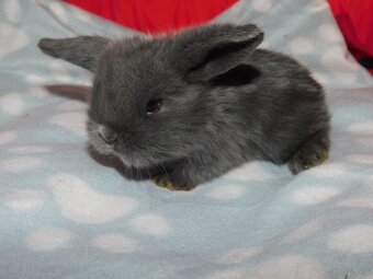 Mini lop niebieskie i niebiesko- białe - 9