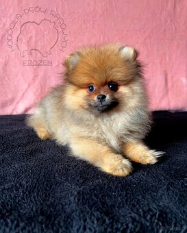 Szpic Miniaturowy, Pomeranian - 9