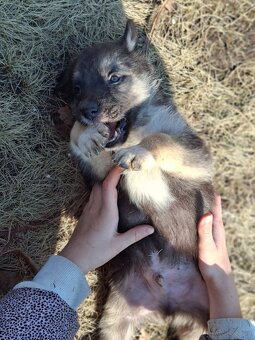 Oddam szczeniaczki za darmo - 9