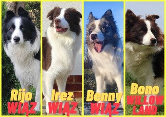 Reproduktor - Krycie - Border Collie - 9