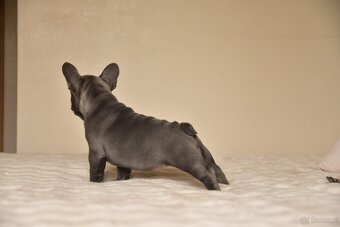 Buldog francuski sunia lilac - 9