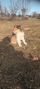 Szczeniaki owczarek szkocki - 9