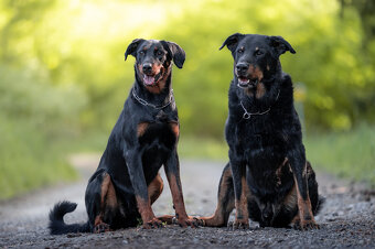 Beauceron - Owczarek francuski z rodowodem - 9