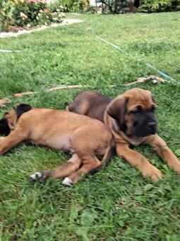 Urocze Cane Corso - 9