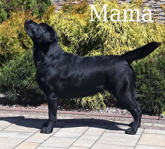 Labrador czarne ZKwP (FCI) szczenięta po Championie, suczki - 9