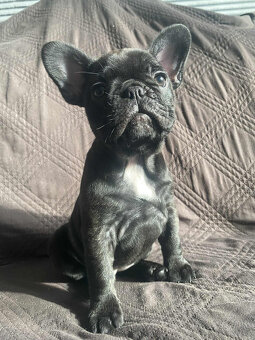 Buldog francuski - 9