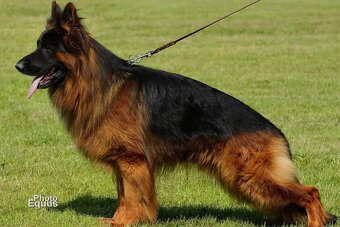 Owczarek Niemiecki Długowłosy- szczenięta - 9