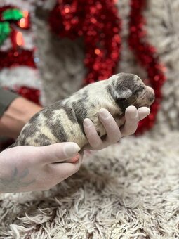 American bully XL s PP - 9