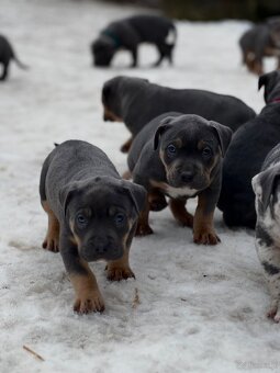 American bully XL s PP - 9