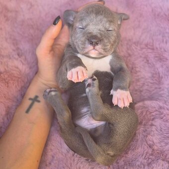 American Bully Xl - 9