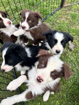 Brązowo biała Suczka - 9