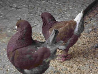 sprzedam gołębie - 9