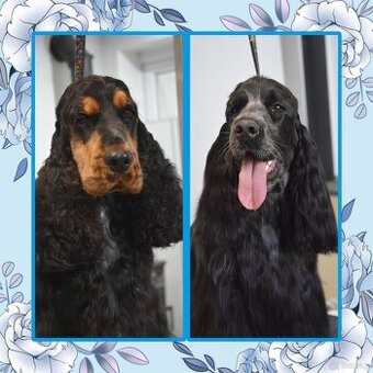 Cocker spaniel angielski - 9