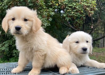 Golden Retriever - 9