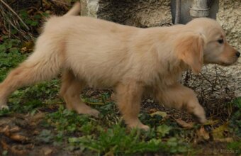 Golden Retriever - 9