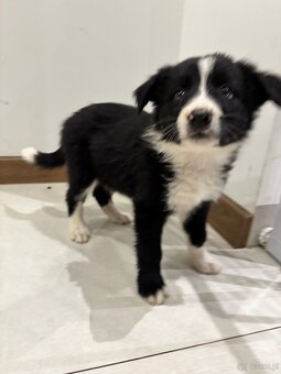 Czarno biała suczka Border collie - 9