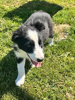 Piesek border collie czarno biały - 9