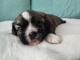 Pies rasy Shih Tzu z rodowodem - 9