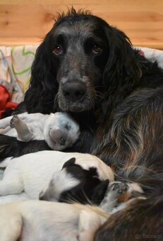Niebieski spaniel pikardyjski FCI (wyżeł,płochacz) - 9