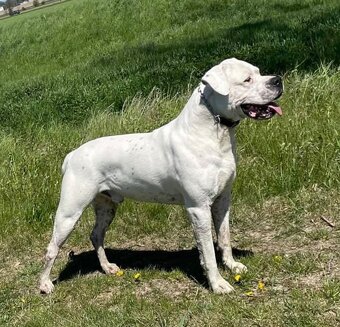 Dog Argentyński z PP, szczenięta dogo argentino REZERWACJE - 9