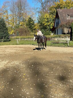 APH gelding, bay roan overo - 9