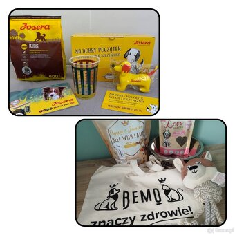 Jack Russell terrier - 9