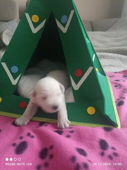 Sznaucerki szukają domku - 9