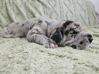 Dog niemiecki - 9
