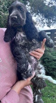 Cocker spaniel angielski - 9