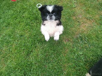 Pekińczyk Pekińczyki Nie Shih Tzu - 9